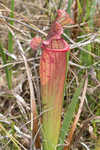 Pitcherplant